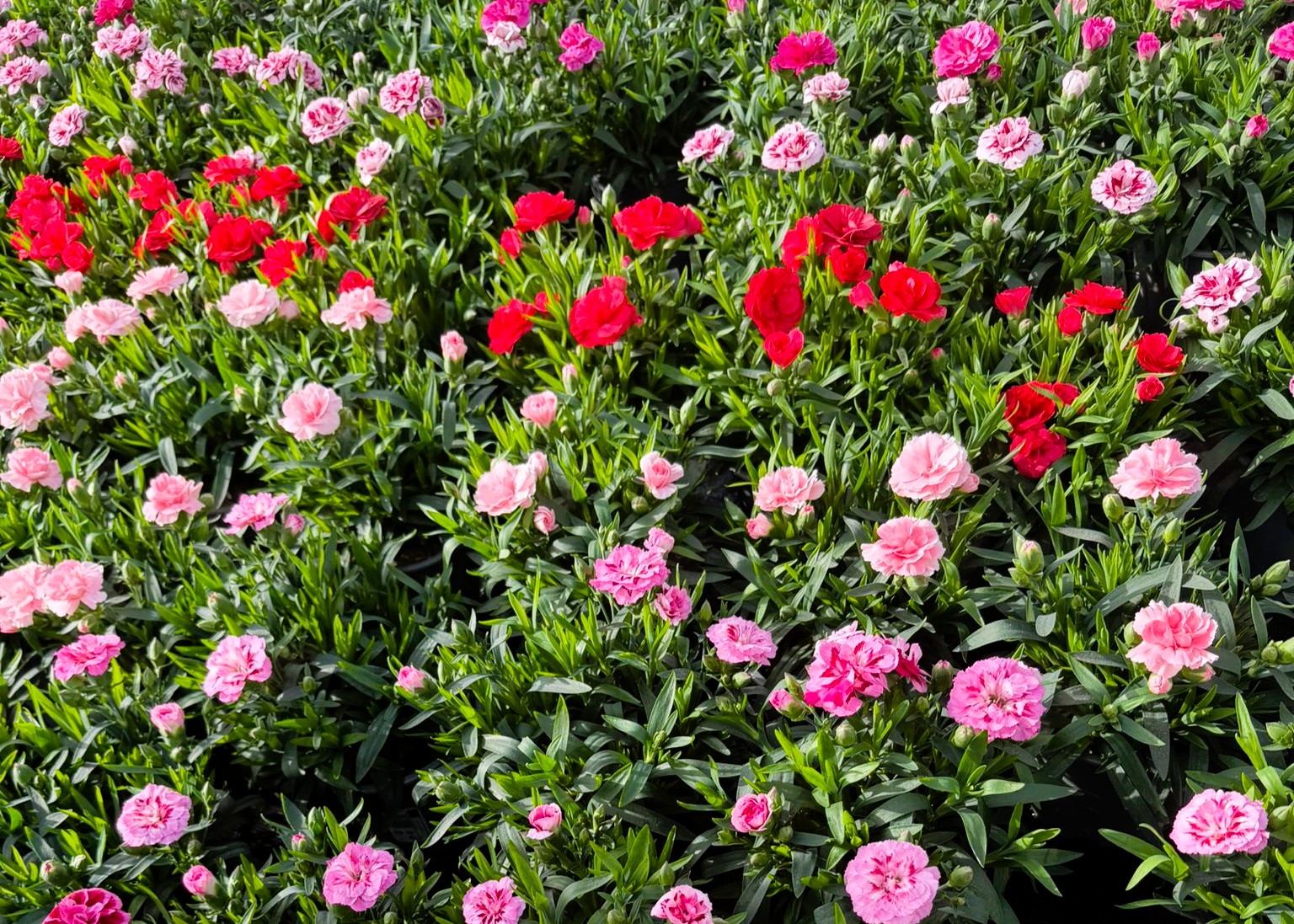 Monheimer Blumenmarkt